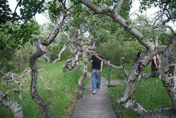 Vườn cây cổ thụ xoắn ốc kỳ quái thu hút du khách ở Canada 2