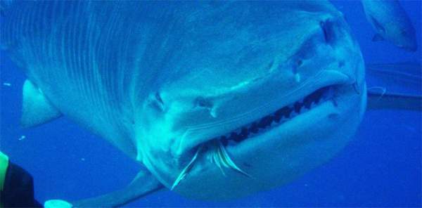 Từ bãi nôn của cá mập, khoa học phát hiện chúng ăn một loại mồi không ai nghĩ đến