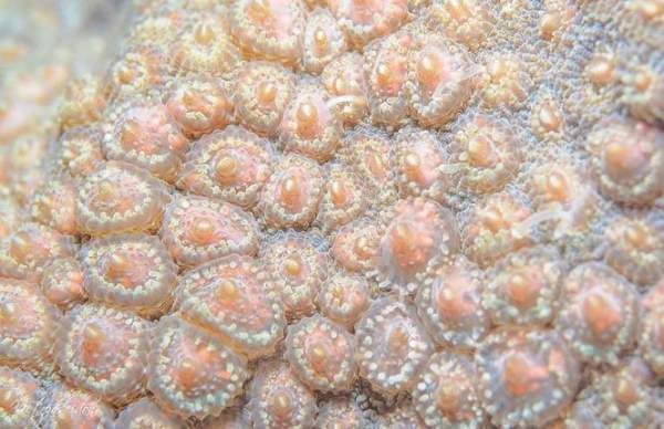 Kỳ thú san hô đẻ trứng một ngày duy nhất trong năm