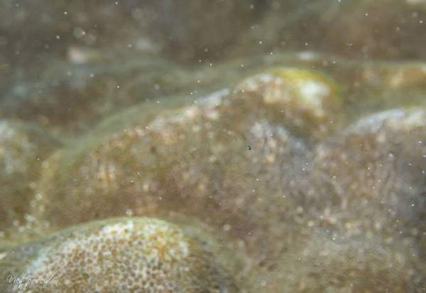 Kỳ thú san hô đẻ trứng một ngày duy nhất trong năm 12