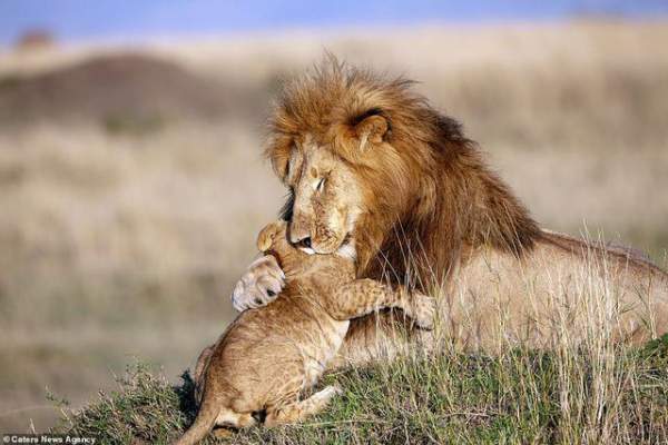 Những khoảnh khắc có thật của “Vua sư tử” trong thế giới tự nhiên 5