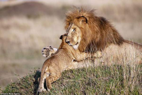 Những khoảnh khắc có thật của “Vua sư tử” trong thế giới tự nhiên 6
