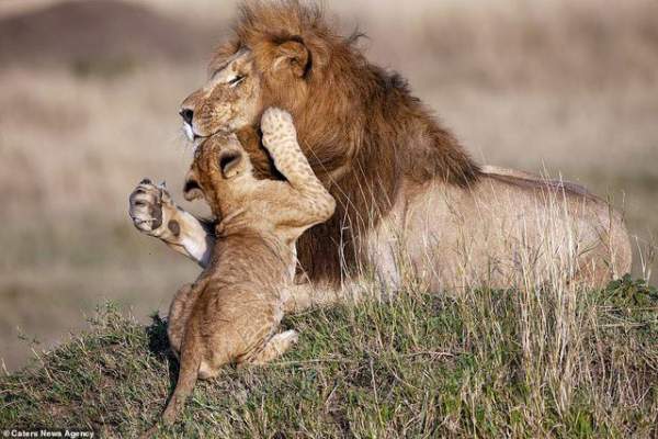 Những khoảnh khắc có thật của “Vua sư tử” trong thế giới tự nhiên