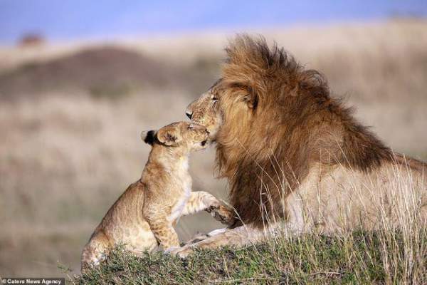 Những khoảnh khắc có thật của “Vua sư tử” trong thế giới tự nhiên 2