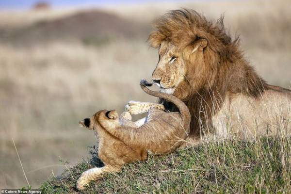 Những khoảnh khắc có thật của “Vua sư tử” trong thế giới tự nhiên 3