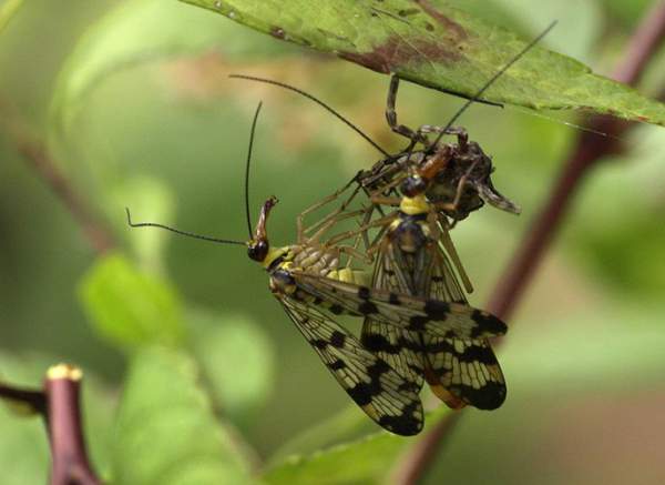 "Soi" loài ruồi bọ cạp có đời sống tình dục bạo lực