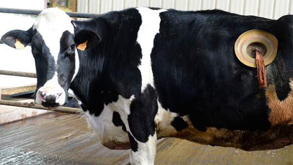 Thực hư về những cái lỗ to được khoét trên bụng con bò sữa đang gây phẫn nộ 7