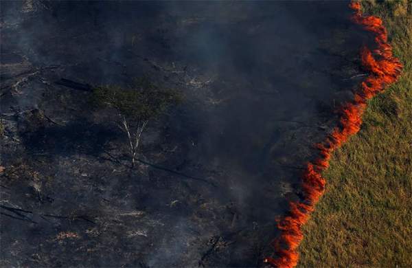 Xót xa nhìn những con thú chết cháy khi rừng Amazon bị "bà hỏa" ghé thăm 3