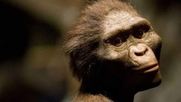Phát hiện khuôn mặt mới của tổ tiên loài người 3,9 triệu tuổi 2