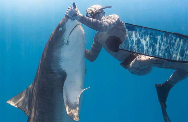 Sốc hình ảnh thợ lặn thôi miên loài cá mập ăn thịt hung dữ nhất thế giới 3