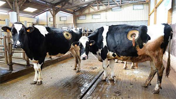 Thực hư về những cái lỗ to được khoét trên bụng con bò sữa đang gây phẫn nộ 6