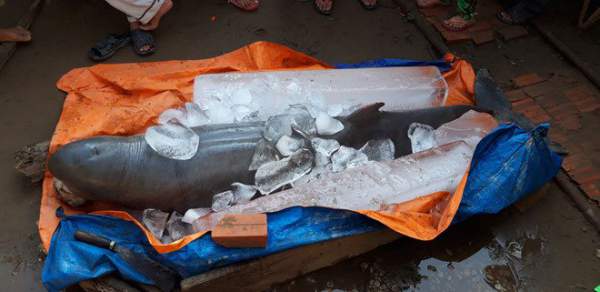 Cá lạ nặng 150kg bắt được trên sông Cổ Chiên là cá đã tuyệt chủng tại Việt Nam 3