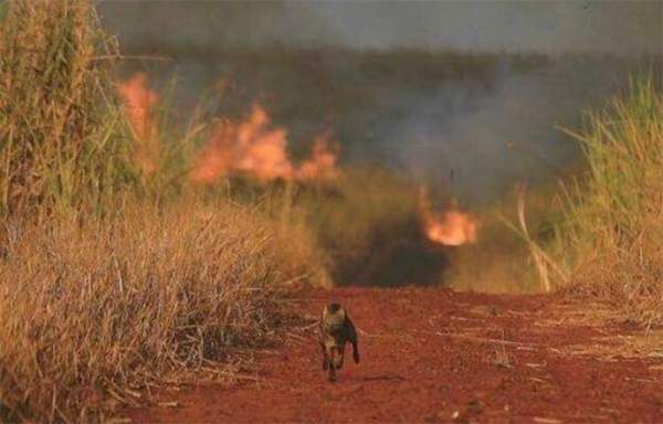 Xót xa nhìn những con thú chết cháy khi rừng Amazon bị "bà hỏa" ghé thăm 7