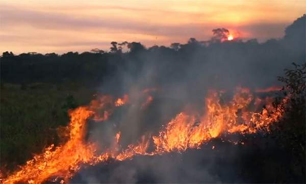 Hậu quả khủng khiếp của cháy rừng Amazon 4