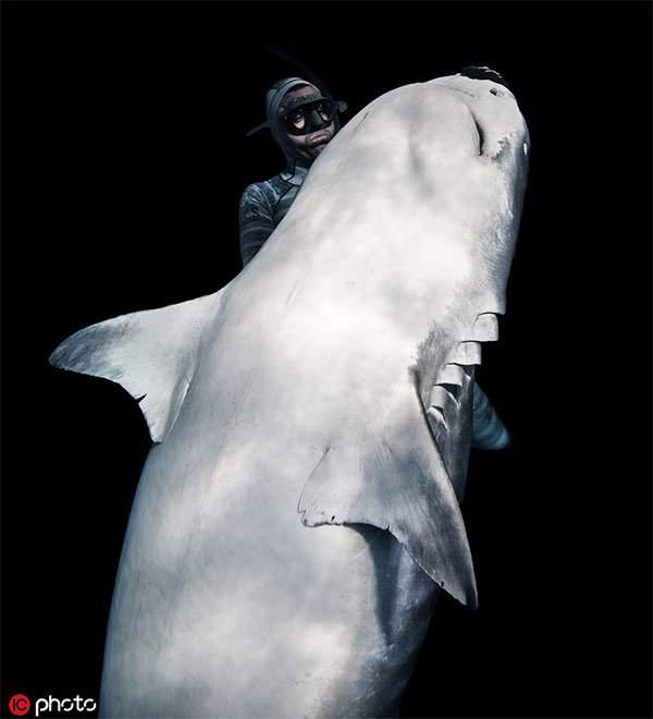 Sốc hình ảnh thợ lặn thôi miên loài cá mập ăn thịt hung dữ nhất thế giới 2