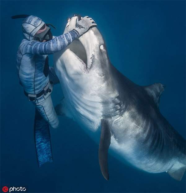 Sốc hình ảnh thợ lặn thôi miên loài cá mập ăn thịt hung dữ nhất thế giới 4