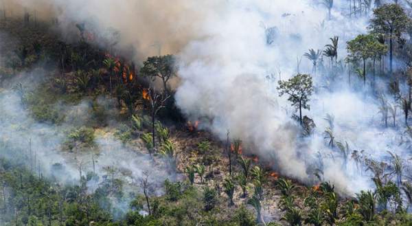 Xót xa nhìn những con thú chết cháy khi rừng Amazon bị "bà hỏa" ghé thăm