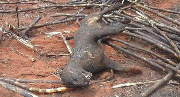 Xót xa nhìn những con thú chết cháy khi rừng Amazon bị "bà hỏa" ghé thăm 10