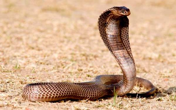 Những loài rắn độc ở Việt Nam 7