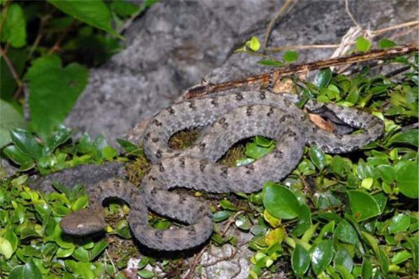 Những loài rắn độc ở Việt Nam 6