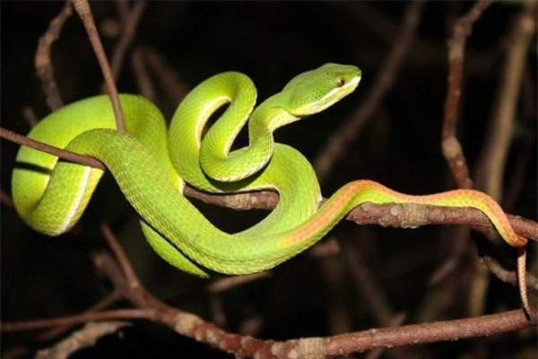 Những loài rắn độc ở Việt Nam 2