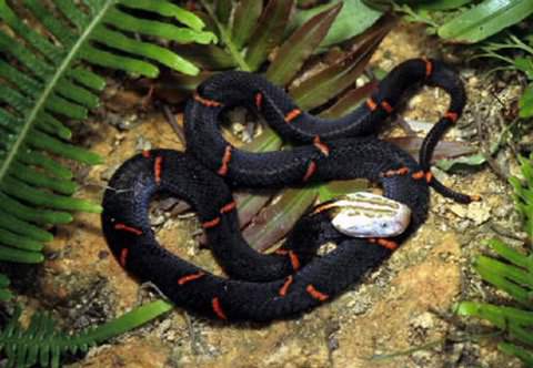 Những loài rắn độc ở Việt Nam 5