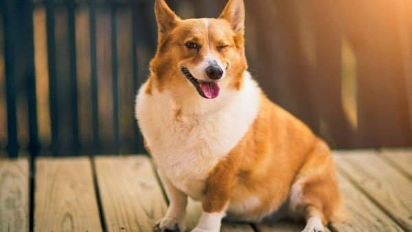Chó Corgi – Giống chó chân ngắn đẹp nhất thế giới