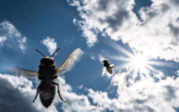 Các nhà khoa học muốn biến loài ong thành đội quân chuyên dò vật liệu nổ và phóng xạ 2