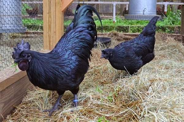 Giống gà quý có màu đen từ trong ra ngoài 2