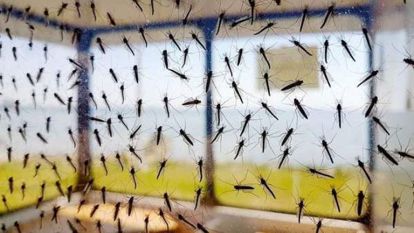 Muỗi cái không chịu "yêu đương" với muỗi đực biến đổi gene, dự án tiêu diệt loài muỗi thất bại 2