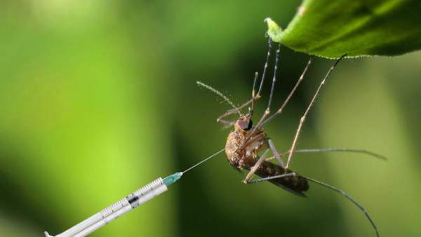 Muỗi cái không chịu "yêu đương" với muỗi đực biến đổi gene, dự án tiêu diệt loài muỗi thất bại