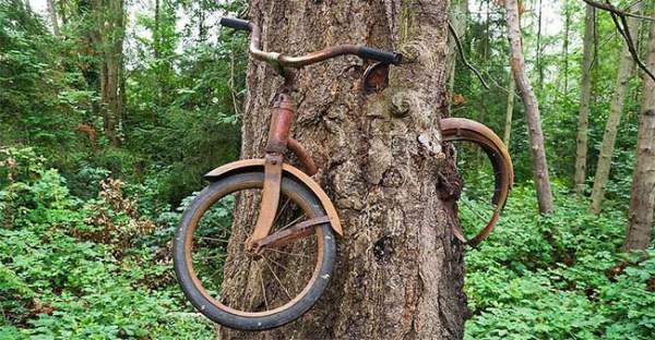 Bí ẩn cây nuốt xe đạp
