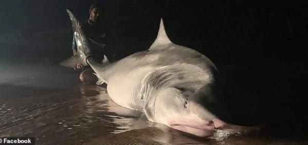 Úc: Cá mập hổ khổng lồ dài 5 mét bị ngư dân khuất phục 3