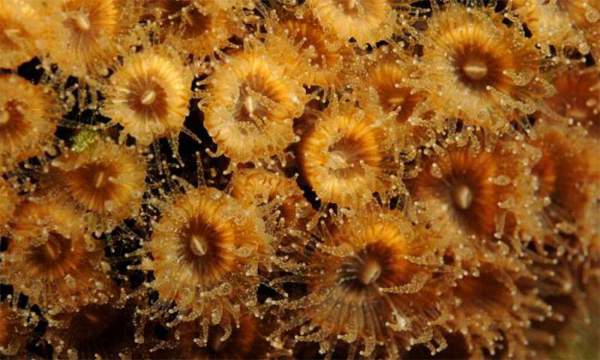 Hy vọng mới cho san hô chết vì hiện tượng ấm lên của Trái đất