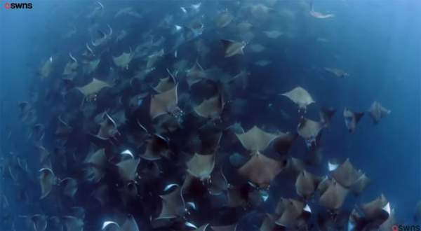 Hàng nghìn cá đuối quỷ tụ tập dưới mặt biển