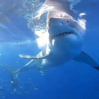 Cá mập trắng dài 5 m lao vào cắn lồng chở thợ lặn