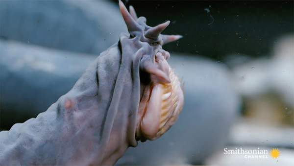 Sinh vật biển quy tụ tất cả những đặc điểm đáng sợ nhất mà bạn có thể nghĩ tới