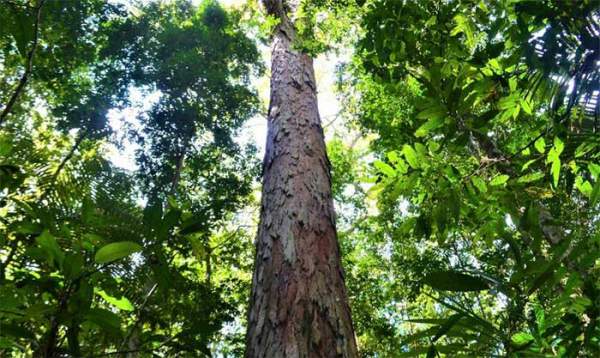 Tìm thấy cây cao nhất trong rừng Amazon