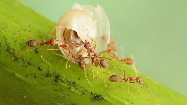 Vì sao những con kiến đi giật lùi về tổ, chúng đã làm điều đó bằng cách nào? 2