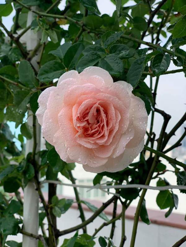 Ngắm khu vườn ngập hoa hồng trên ban công của Khánh Thi- Phan Hiển 13