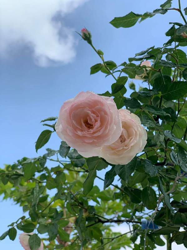 Ngắm khu vườn ngập hoa hồng trên ban công của Khánh Thi- Phan Hiển 14