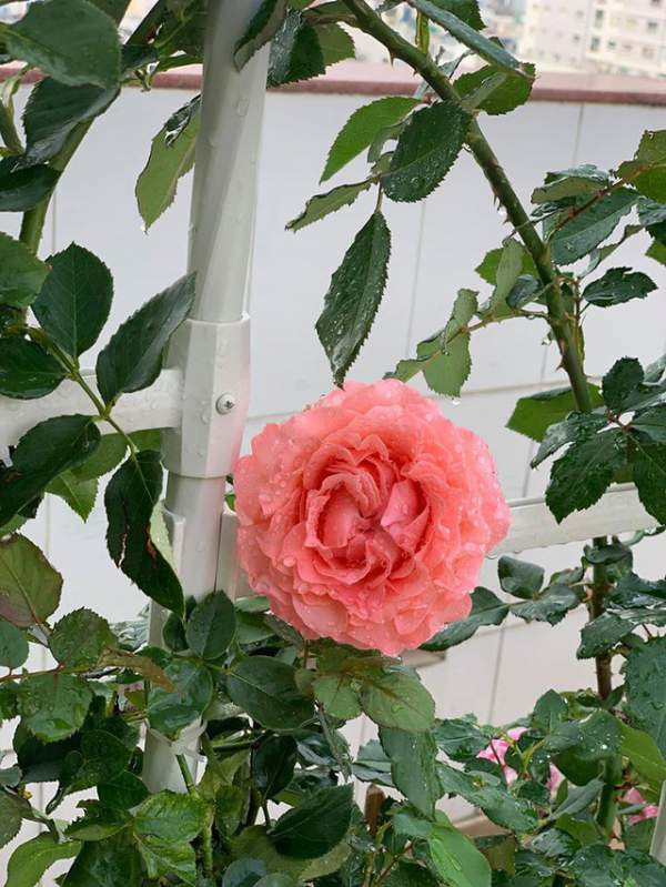 Ngắm khu vườn ngập hoa hồng trên ban công của Khánh Thi- Phan Hiển 15