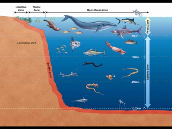 Điều gì đã giúp các loài cá vùng biển sâu chịu được áp lực nước lên đến hàng ngàn tấn trên mỗi mét vuông? 6