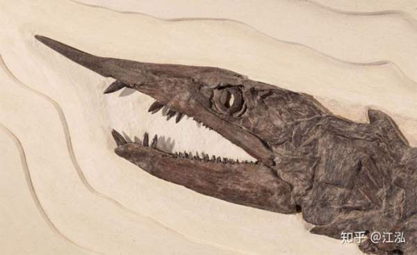 Phát hiện loài "cá kiếm" cổ đại với hàm răng sắc nhọn ngoại cỡ 5