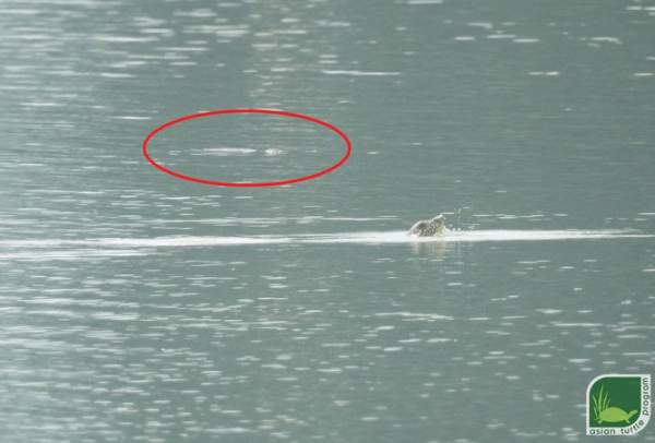 Phát hiện bất ngờ: Hai cá thể rùa Hoàn Kiếm cùng nổi lên ở hồ Đồng Mô