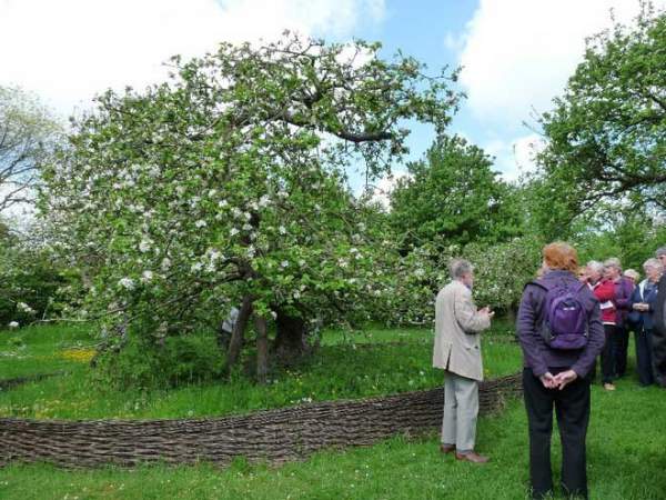 Cây táo của Newton gần 400 tuổi vẫn ra quả 3