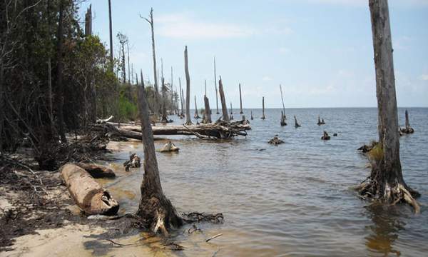 "Rừng ma" lan rộng trên bờ biển North Carolina