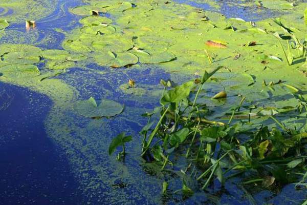 Các nhà khoa học phát hiện "tảo nở hoa" thải độc vào không khí