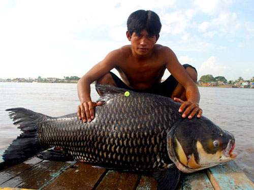 Những loài cá khổng lồ của sông Mekong 6