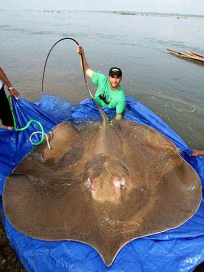 Những loài cá khổng lồ của sông Mekong 4